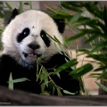 Panda Baby Fu Hu