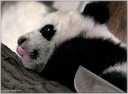 Baby Panda Fu Hu