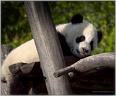 Panda Baby Fu Hu