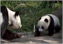 Panda Baby Fu Hu und Mutter Yang Yang