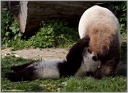 Panda Fu Hu und Mutter Yang Yang