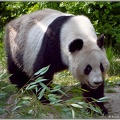 Panda Mutter Yang Yang